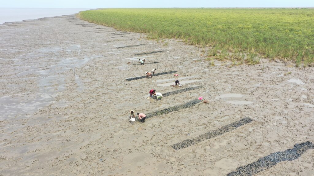 Mangrove Restoration and Biodiversity Documentation