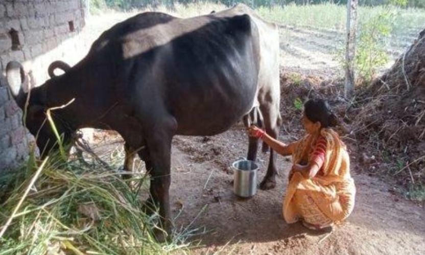 Empowering Livelihoods: Geetaben’s Path to Financial Stability